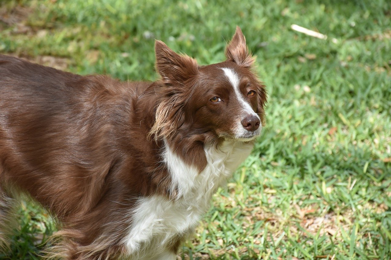 The Characteristics of the Border Collie - Intelligence and Energy